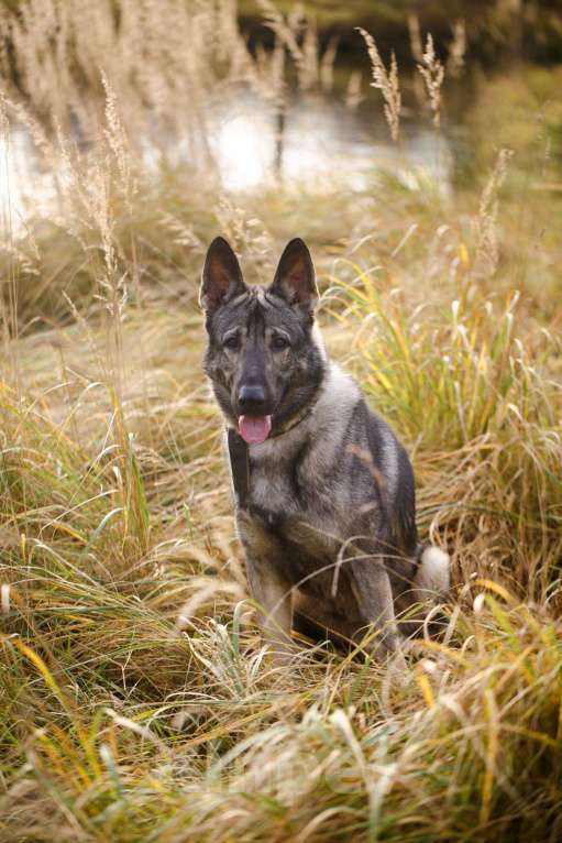 Собаки в других городах Московской области: Грей ищет верного хозяина Мальчик, Бесплатно - фото 8