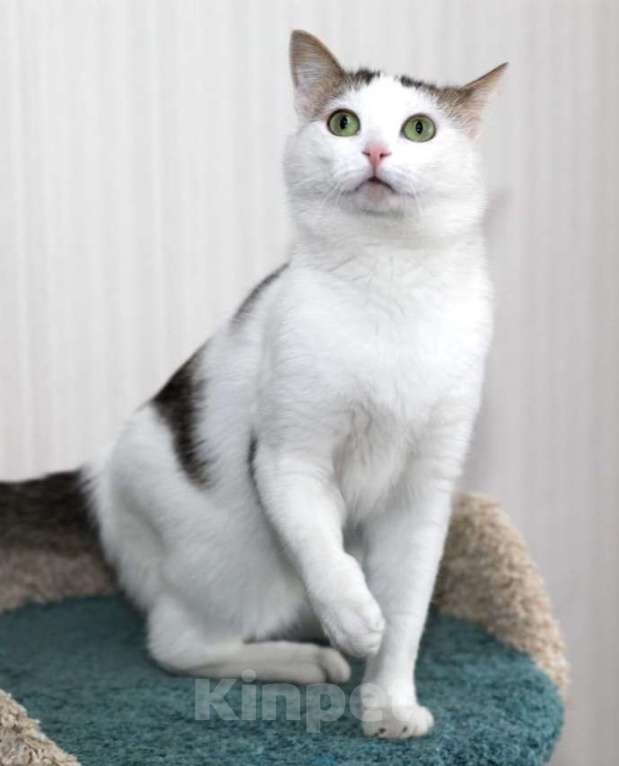 Кошки в Москве: Белан едет на выставку-пристройство WOOF в Москву  Мальчик, Бесплатно - фото 4