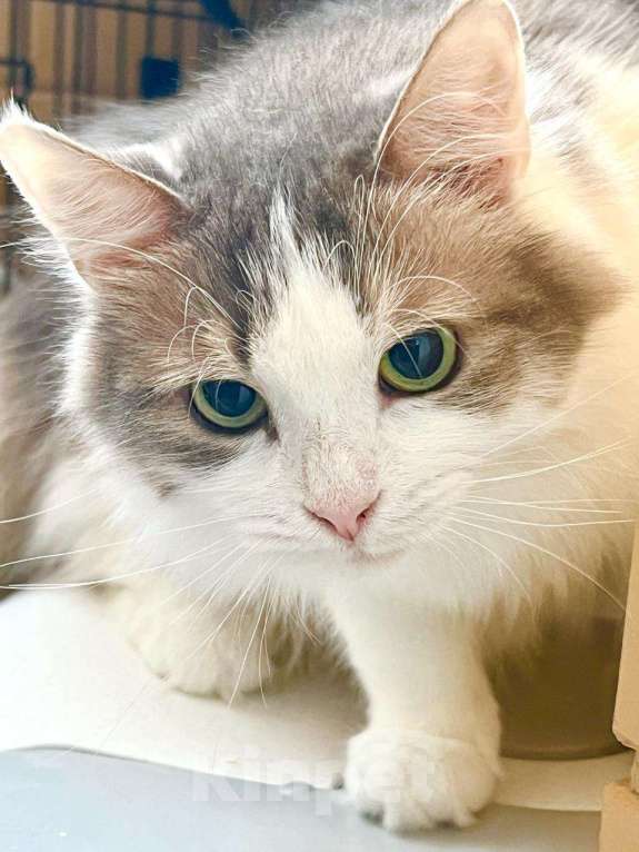 Кошки в Москве: Мелисса – пушистая кошечка в дар заботливым хозяевам Девочка, Бесплатно - фото 5