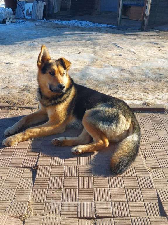 Собаки в других городах Московской области: Добряк Грэм  Мальчик, Бесплатно - фото 2