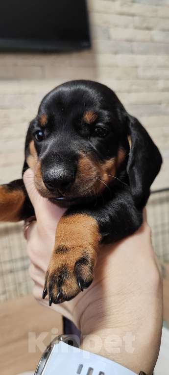 Собаки в Твери: Щенки таксы стандарт Девочка, 50 000 руб. - фото 3