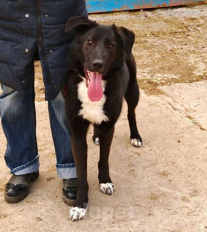 Собаки в Москве: Молоденький красавчик Туман ищет дом и семью Мальчик, Бесплатно - фото 4