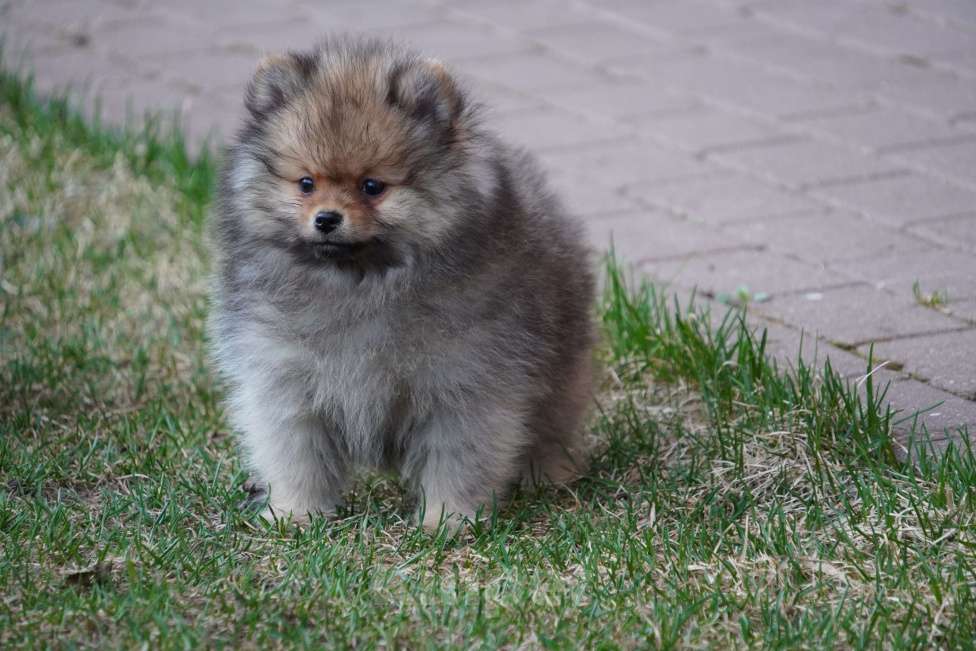 Собаки в Москве: Шпиц Мальчик, 30 000 руб. - фото 1
