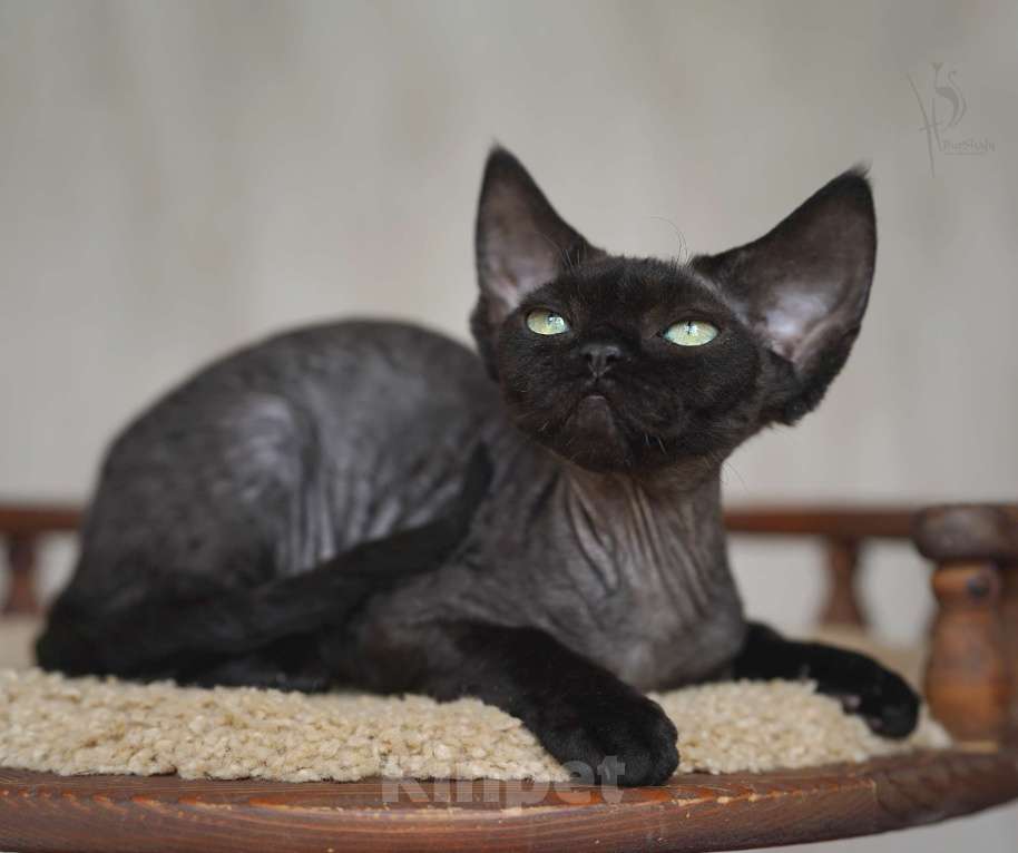 Кошки в Москве: Девон-рекс черная девочка Девочка, 90 000 руб. - фото 3