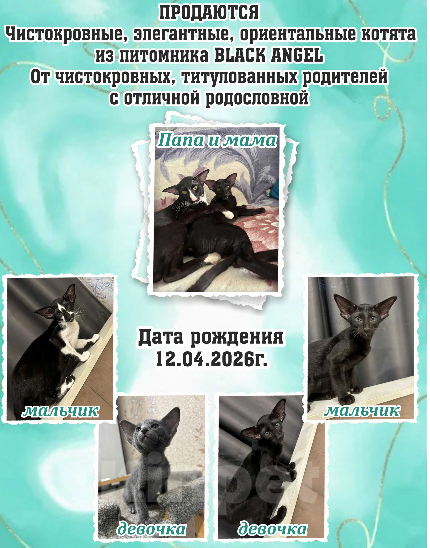 Кошки в Новоалтайске: Черный ангел Девочка, 40 000 руб. - фото 6