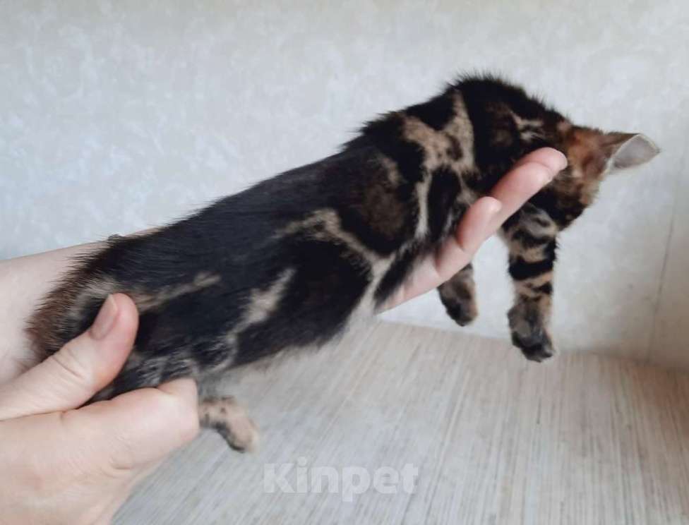 Кошки в Москве: Клубные бенгальские котята Мальчик, 70 000 руб. - фото 1