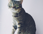 Кошки в Москве: Шотландский котик  Мальчик, Бесплатно - фото 1