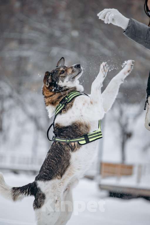 Собаки в других городах Московской области: Сладкий пирожок заждался свою семью Мальчик, Бесплатно - фото 4