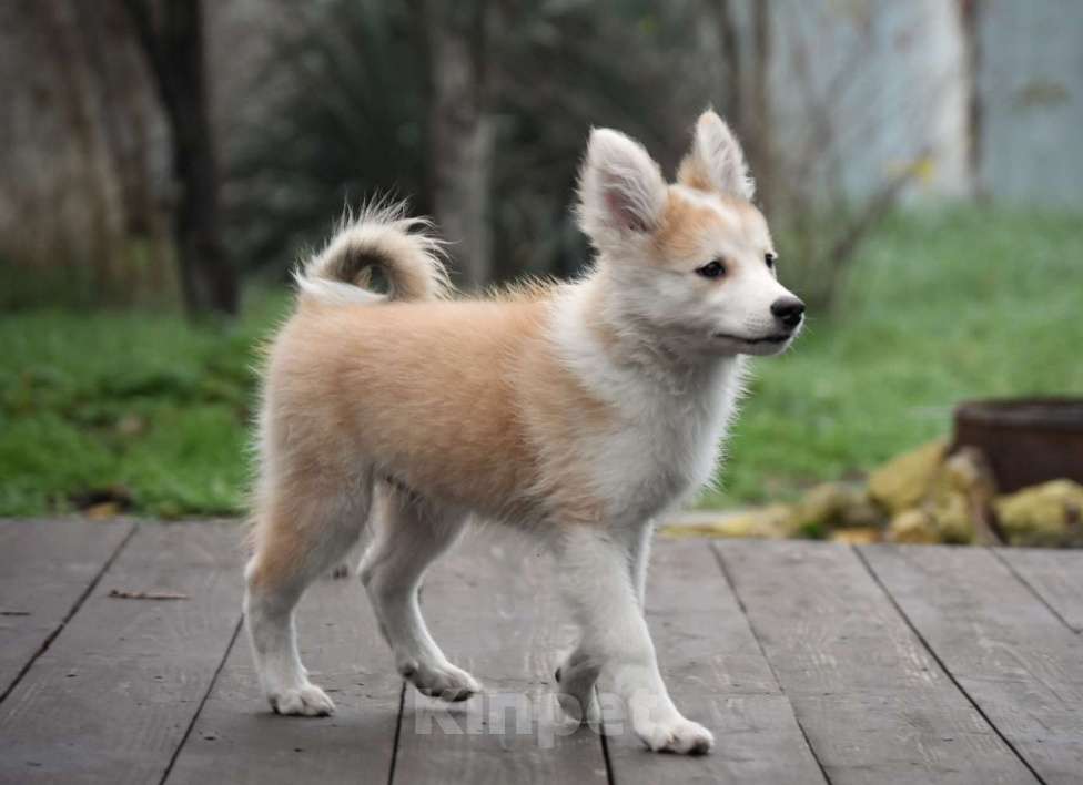Собаки в Москве: Ненецкая оленегонная лайка, кобель Жгучий перчик.  Мальчик, 60 000 руб. - фото 5
