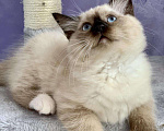 Кошки в Перми: Сибирская кошечка  Девочка, Бесплатно - фото 2