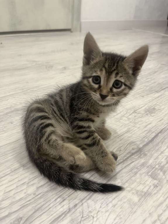 Кошки в Казани: Бенгальский котенок Девочка, 15 000 руб. - фото 5