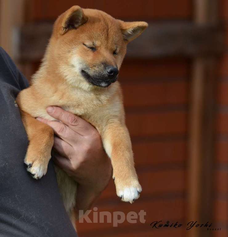 Собаки в Санкт-Петербурге: Сиба ину щенки девочка с документами РКФ Девочка, Бесплатно - фото 5