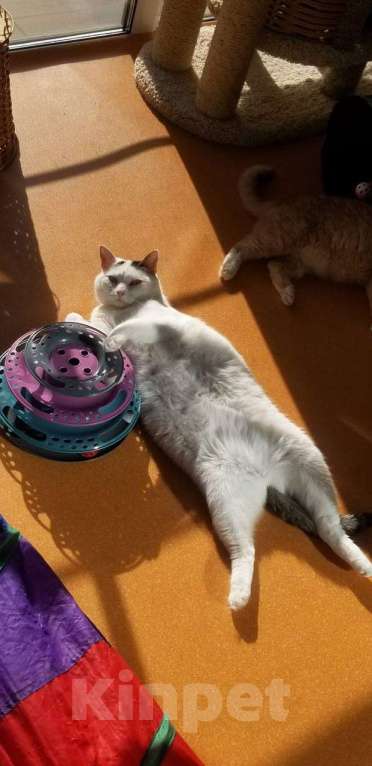 Кошки в Москве: Тициановская Даная в кошачьем облике  Девочка, Бесплатно - фото 2