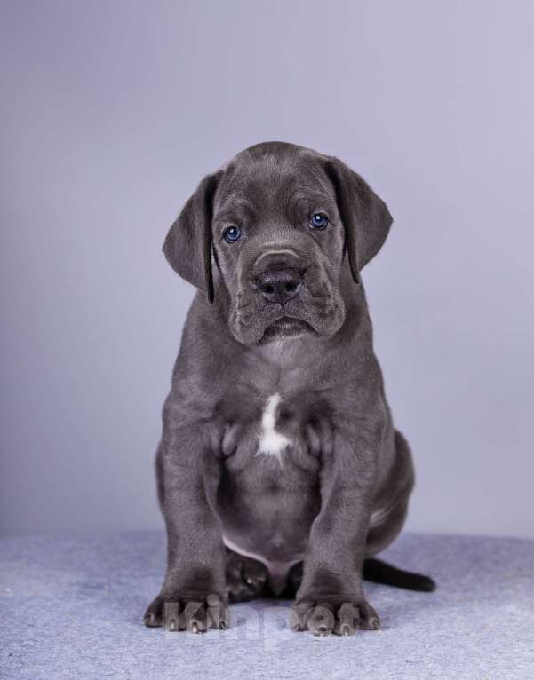 Собаки в Нижнем Новгороде: Немецкий Дог Чемпион Моего Сердца (Зелёная лента) Мальчик, 100 000 руб. - фото 8