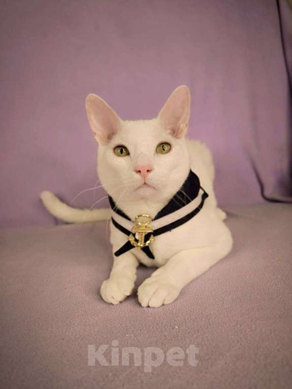 Кошки в Москве: Мини-Юра . Необычный Мальчик с шелковой шубкой Мальчик, Бесплатно - фото 1