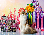 Кошки в Красноярске: Котята мейн кун от чемпионов породы, 20 000 руб. - фото 2