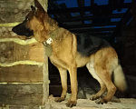 Собаки в Биробиджане: Немец. Вязка., 4 000 руб. - фото 2