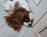 Собаки в Химках: Вязка. Кавалер кинг чарльз спаниель, 25 000 руб. - фото 5