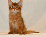 Кошки в Ливны: Сомалийский котенок, 35 000 руб. - фото 3