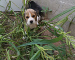 Собаки в Самаре: Щенки Бигль Мальчик, 35 000 руб. - фото 1