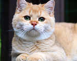 Кошки в Москве: Продается котенок мальчик золотая шиншилла Мальчик, 25 000 руб. - фото 2
