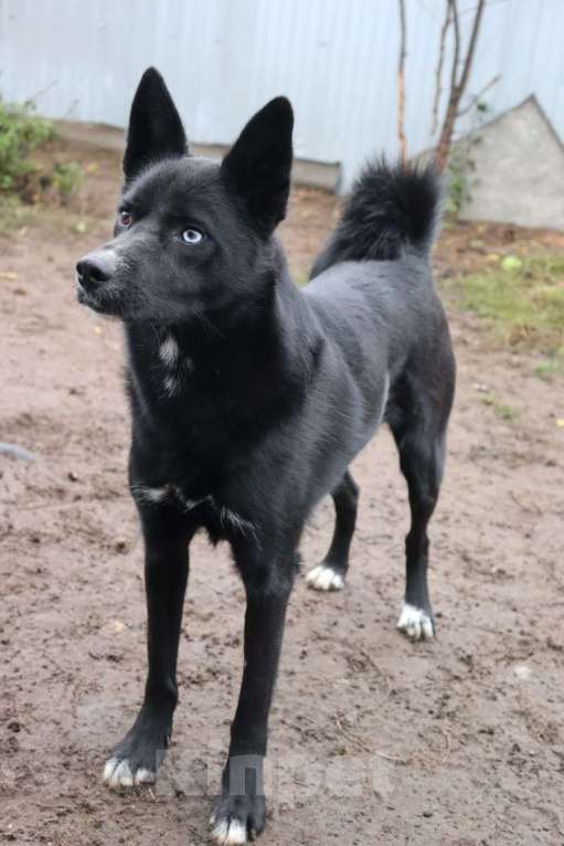 Собаки в Раменском: Плюша ищет семью Девочка, Бесплатно - фото 4