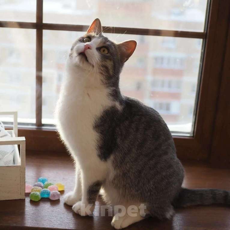 Кошки в Москве: Котик в добрые руки Мальчик, Бесплатно - фото 3