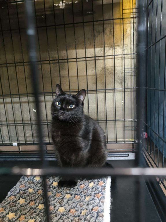 Кошки в Москве: Паулина Девочка, Бесплатно - фото 3