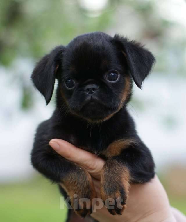 Собаки в Москве: ЩЕНКИ ГРИФФОНА  И  БРАБАНСОНА Мальчик, Бесплатно - фото 2