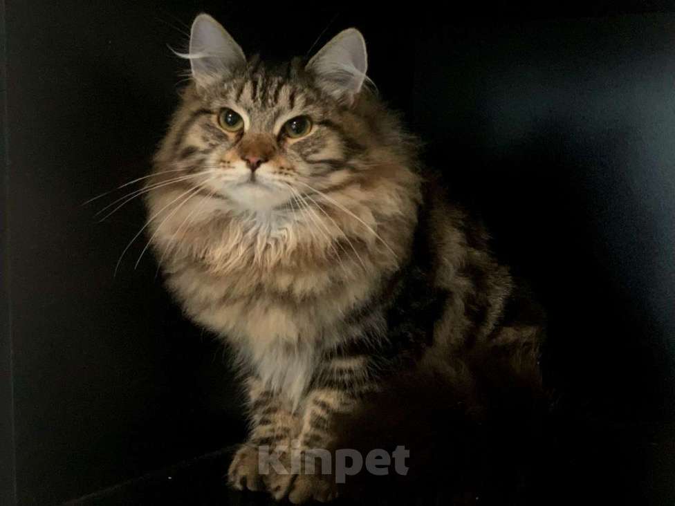 Кошки в Перми: Сибирский котенок Мальчик, Бесплатно - фото 7