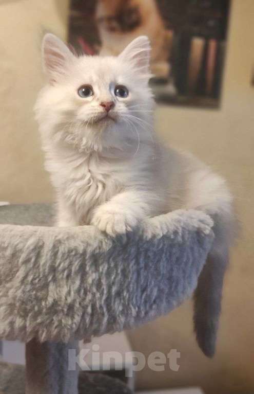 Кошки в Новосибирске: Don Juan Мальчик, 50 000 руб. - фото 8