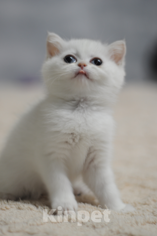 Кошки в Бахчисарае: Шотландский котенок Девочка, 35 000 руб. - фото 5