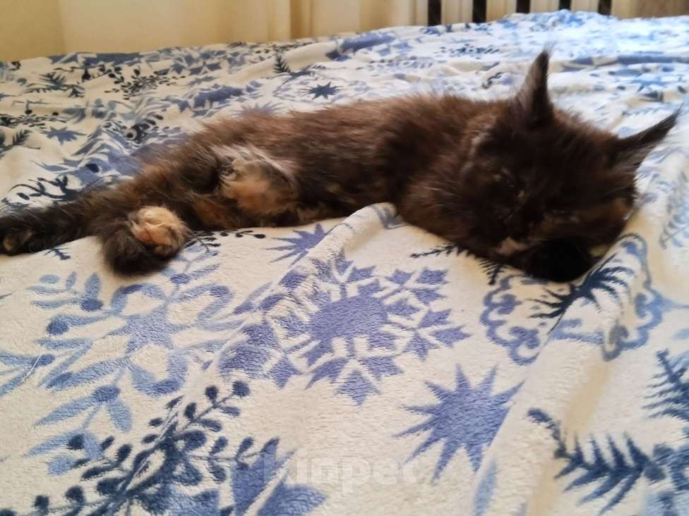 Кошки в Тюмени: Котёнок-девочка Девочка, 5 000 руб. - фото 2