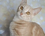 Кошки в Москве: Котёнок с апельсиновыми глазами в добрые руки Девочка, Бесплатно - фото 4