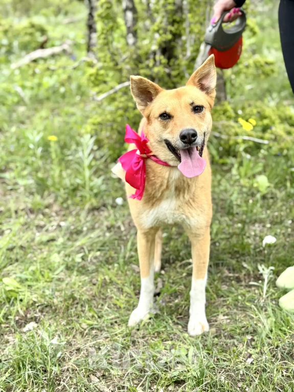 Собаки в Новороссийске: Милена ищет дом Девочка, 99 руб. - фото 1