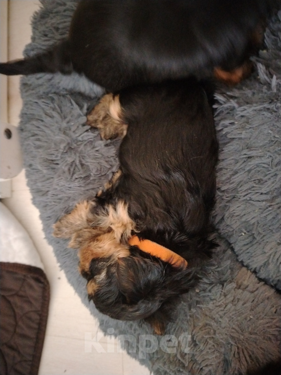 Собаки в Домодедово: Девочка йорк Девочка, 40 000 руб. - фото 1