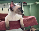 Кошки в Томске: Сиамский котенок для самых лучших пап и мам Мальчик, 60 000 руб. - фото 3