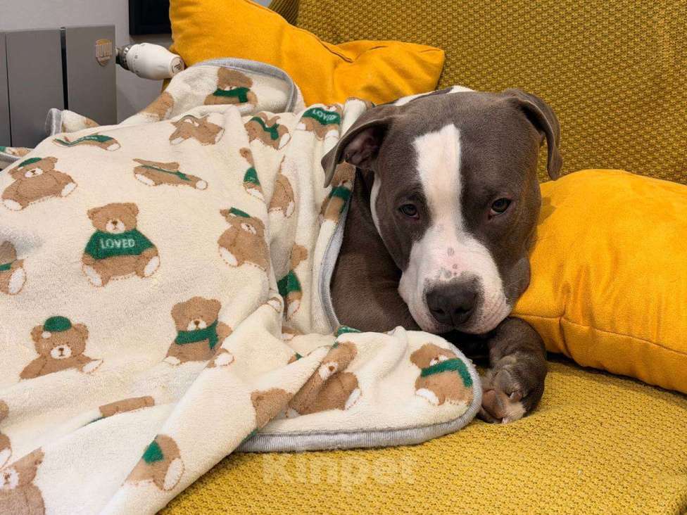 Собаки в Москве: Фродо ищет новый дом Мальчик, 20 000 руб. - фото 2