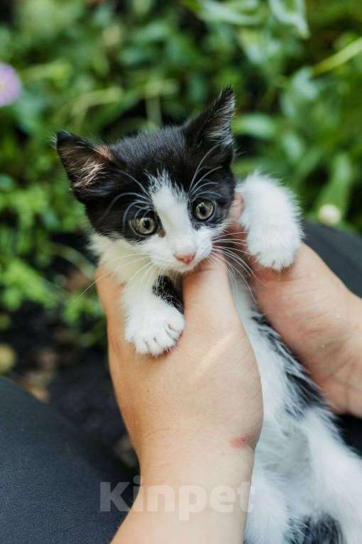 Кошки в Магнитогорске: Две красивые и ласковые сестрички ищут дом!  Девочка, Бесплатно - фото 2