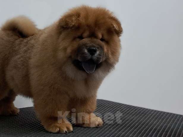 Собаки в Екатеринбурге: Чау чау щенок мальчик  Мальчик, 60 000 руб. - фото 1