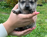 Собаки в Домодедово: Маленькая красавица в добрые руки Девочка, 1 руб. - фото 1