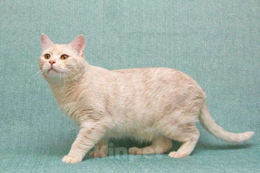 Кошки в Москве: Снежок мега ласковый в поисках семьи Мальчик, Бесплатно - фото 10