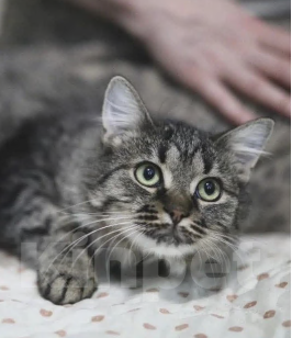 Кошки в Москве: Ласковый Чубакка ищет дом Мальчик, Бесплатно - фото 6