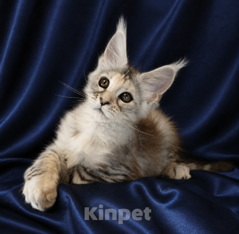 Кошки в Владимире: Мейн-кун девочка черепашка Девочка, 45 000 руб. - фото 5