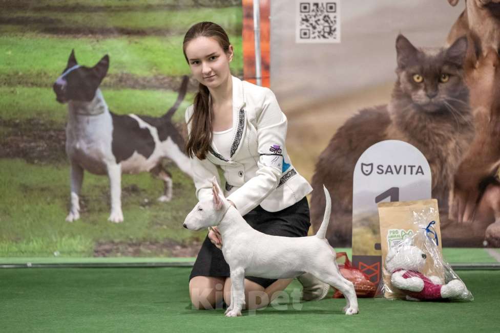 Собаки в Санкт-Петербурге: Минибуль подросток  Девочка, Бесплатно - фото 2