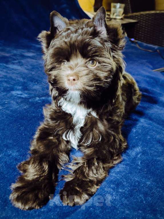 Собаки в Москве: Шоколадный йоркширский терьер Мальчик, Бесплатно - фото 2