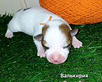 Собаки в Сургуте: Джек рассел девочка Девочка, Бесплатно - фото 1