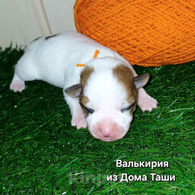 Собаки в Сургуте: Джек рассел девочка Девочка, Бесплатно - фото 1