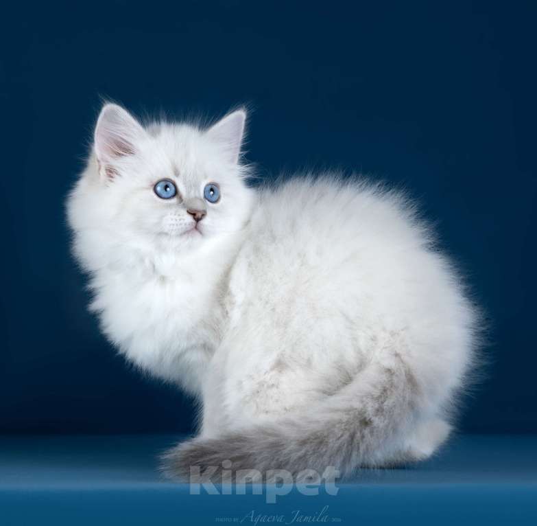 Кошки в Москве: Котенок невской маскарадной Девочка, Бесплатно - фото 5