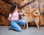 Собаки в Москве: Бывшедомашняя собака в поисках нового дома  Девочка, 1 руб. - фото 2